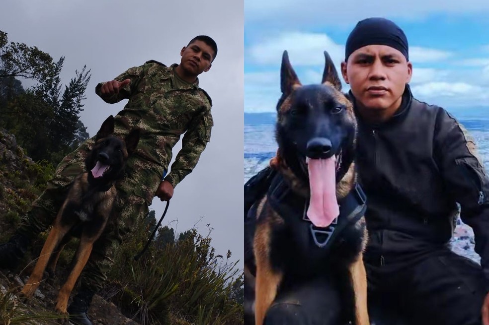 Él es el guía canino de Wilson, quien sigue en la selva buscándolo.