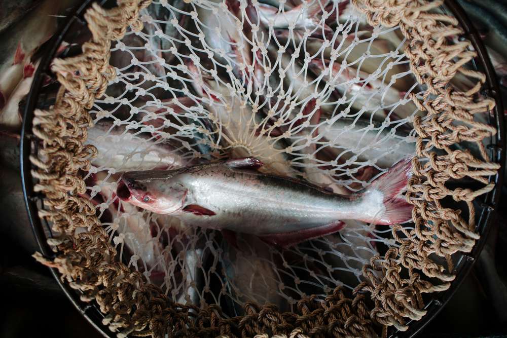 El pez basa es una especie de bagre originario de la cuenca del río Mekong en el sudeste asiático.