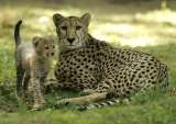 El extinto guepardo americano que fue más puma que guepardo