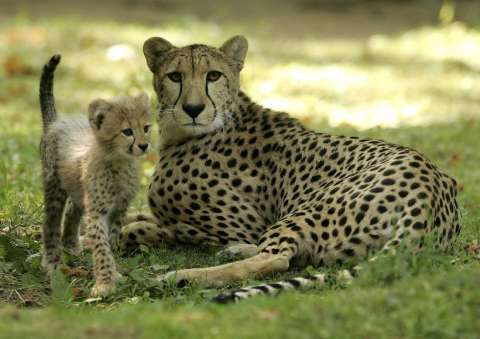 ¿Cuál es el animal más rápido del planeta?