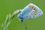 Mariposas en Europa han disminuido 30% desde 1990