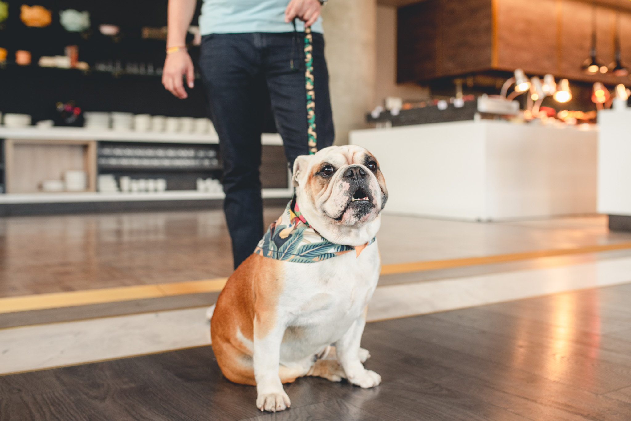Los perros tienen un lugar especial en varios hoteles de Latinoamérica.
