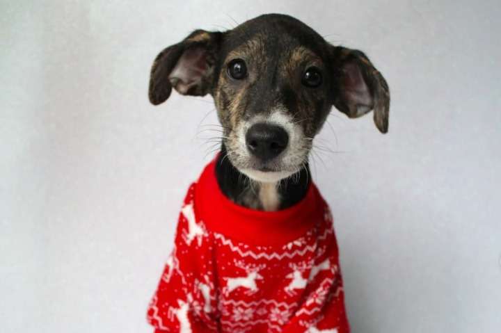 “Amigo Secreto Peludo”: la iniciativa que busca alegrar la Navidad de 169 animales