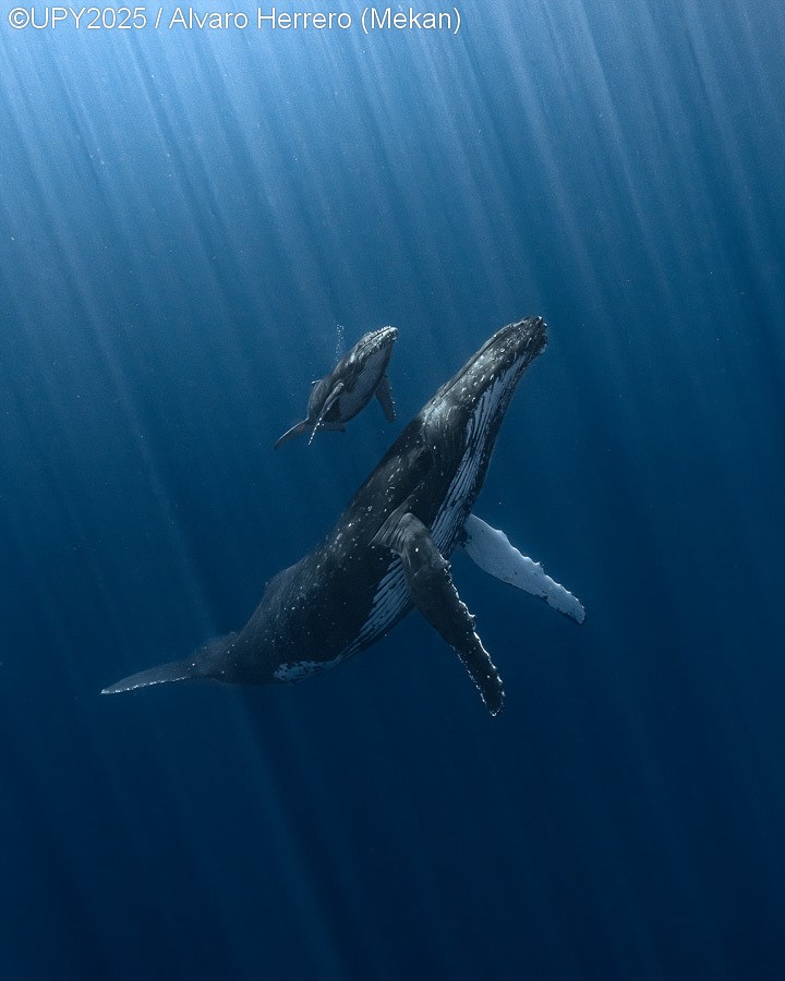 Álvaro Herrero (Mekan) ganó el título de Underwater Photographer of the Year 2025 con Radiant Bond, una emotiva foto de una ballena jorobada madre llevando a su cría a la superficie para su primer aliento en la Polinesia Francesa. La imagen resalta la conexión maternal y la fragilidad de los océanos.