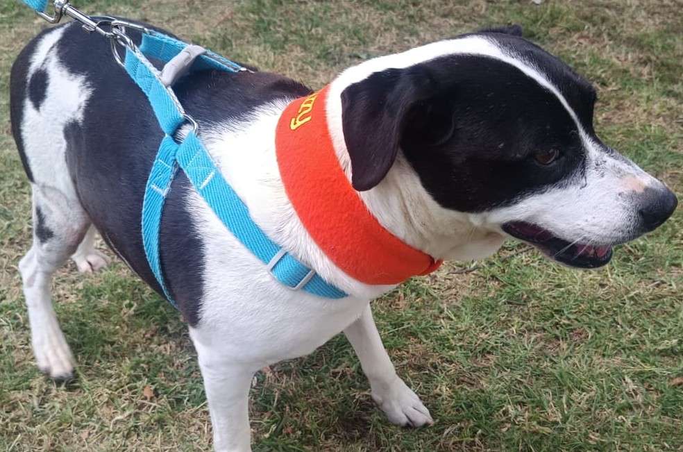 Dar una segunda oportunidad a perros con padecimientos crónicos o en tratamiento es un acto de compasión que mejora su calidad de vida.