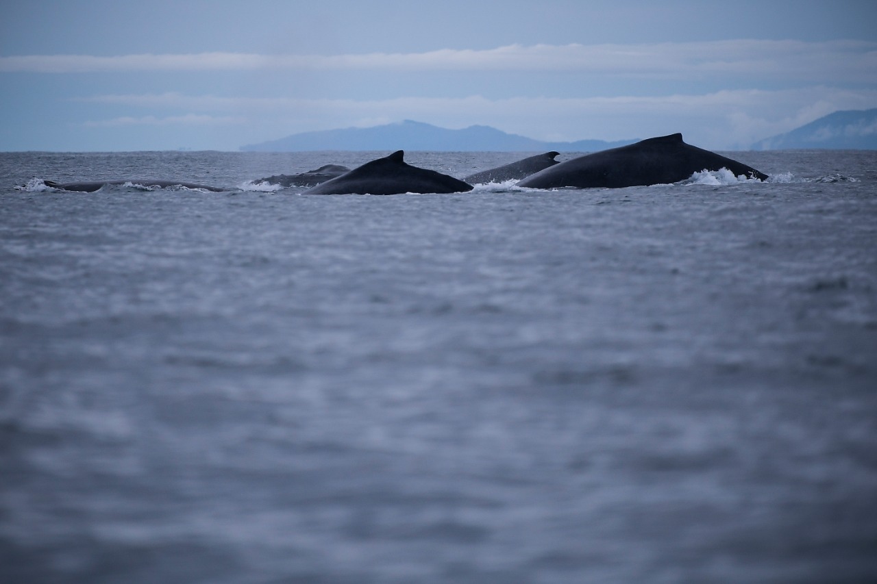 El avistamiento de ballenas es una experiencia memorable y uno de los planes por los que muchos deciden viajar al Pacífico colombiano entre julio y octubre de cada año. El Chocó, sin duda, es un gran destino para vivir usted mismo este espectáculo natural.