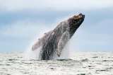 Avistamiento de ballenas jorobadas en el Pacífico colombiano