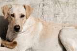 Ayúdenos a encontrar a Chepe: el perro de un colegio que se extravió en el sur de Bogotá