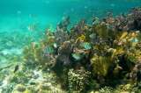 Firman pacto para la conservación de archipiélagos del Caribe colombiano