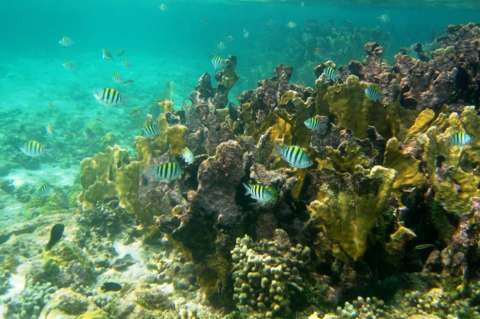 Firman pacto para la conservación de archipiélagos del Caribe colombiano