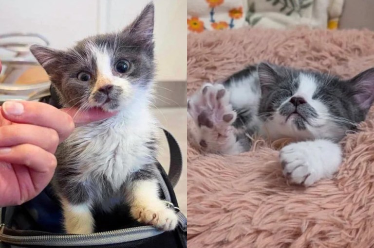 El gatito que desafió las adversidades y ahora conquista el mundo con valentía