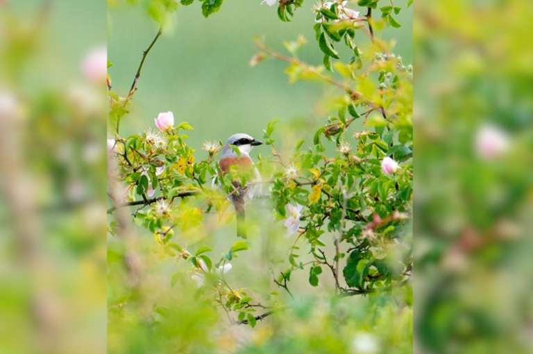 Ganador: Un mundo mejor para los animales

Al salir de RSPB Fen Drayton Lakes, en Cambridgeshire, vi un pájaro de aspecto inusual. Lo grabé con mi teléfono móvil y el observador de aves del condado confirmó que había encontrado el primer alcaudón dorsirrojo en el condado desde 2021 y solo el vigésimo segundo desde 1980. Después de mucho buscar, volví a encontrar al alcaudón y le hice esta foto, esperando a que girara la cabeza. Me hizo pensar en cómo necesitamos proporcionar mejores hábitats para fomentar la presencia de aves más hermosas como estas.
