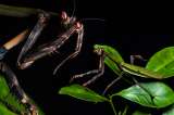 Descubren nueva especie de mantis religiosa en Brasil