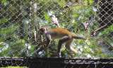 Las nuevas herramientas para combatir el tráfico de fauna en Colombia