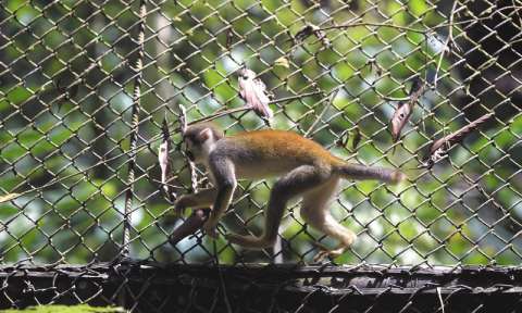 Las nuevas herramientas para combatir el tráfico de fauna en Colombia