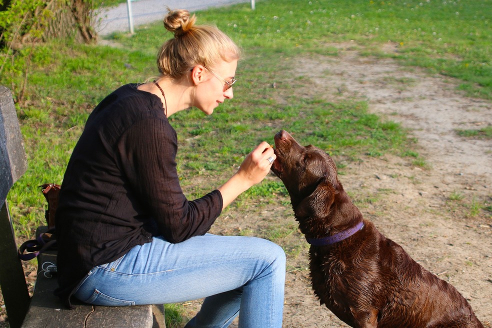 Los alimentos tradicionales para mascotas, aunque con muchas variaciones, suelen tener los nutrientes necesarios para el animal. Además, cumplen estándares de sanidad que previenen afectaciones en su salud.
