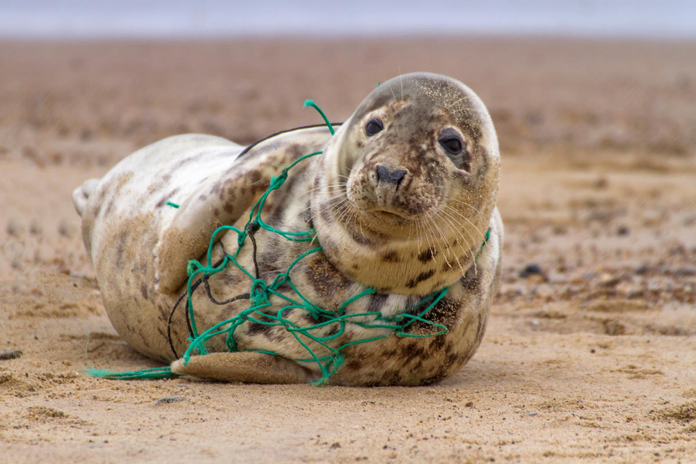 Los equipos de pesca abandonados en el mar, más conocidas como “redes fantasmas”, son letales para la vida marina.
