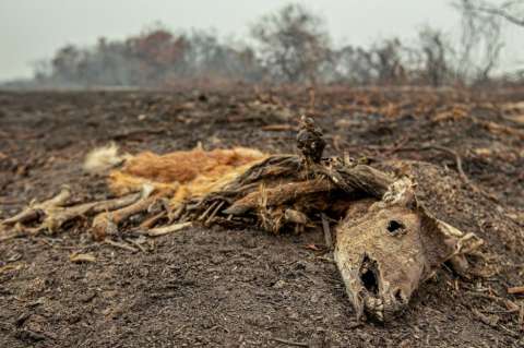 Brasil crea una secretaría para los asuntos del Amazonas tras crisis ambiental