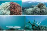 Así se ve el blanqueo de corales en la Gran Barrera de Coral de Australia