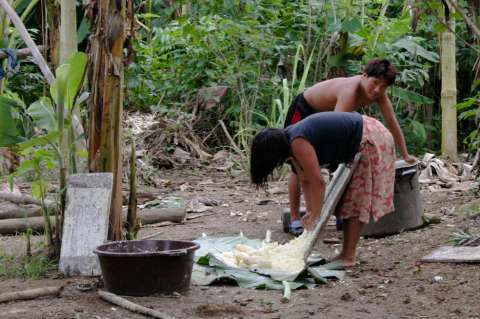 Ante el hambre, la yuca amarga está matando a los venezolanos