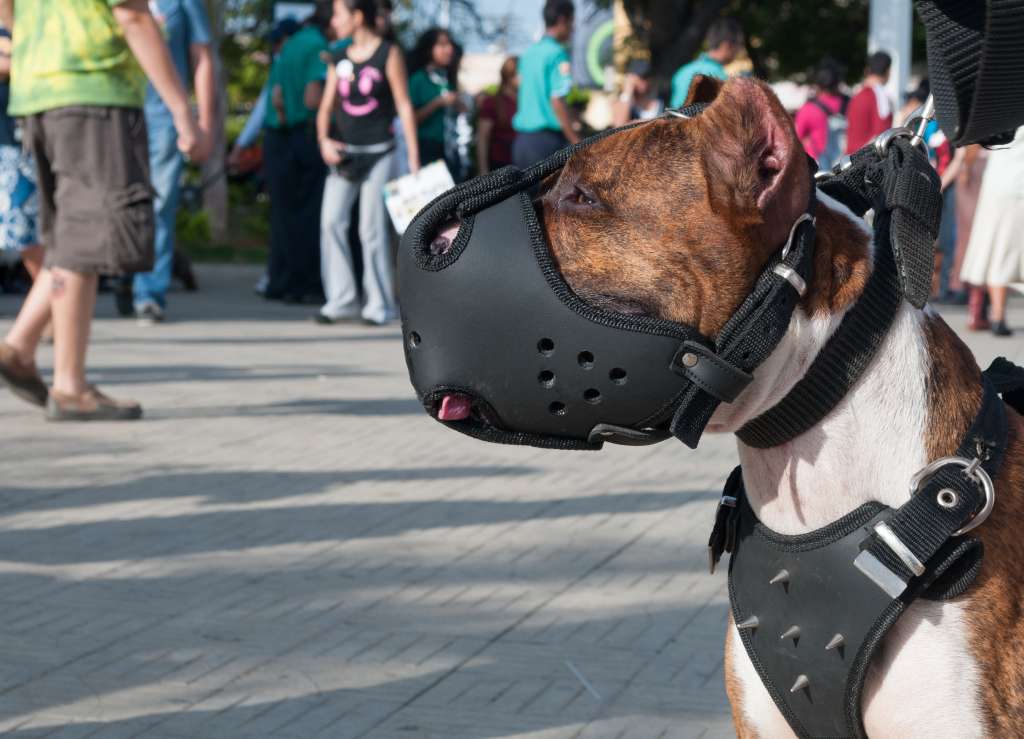 Perro con bozal