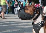 ¿Castigo o prevención?: el dilema tras los ataques de perros en América Latina