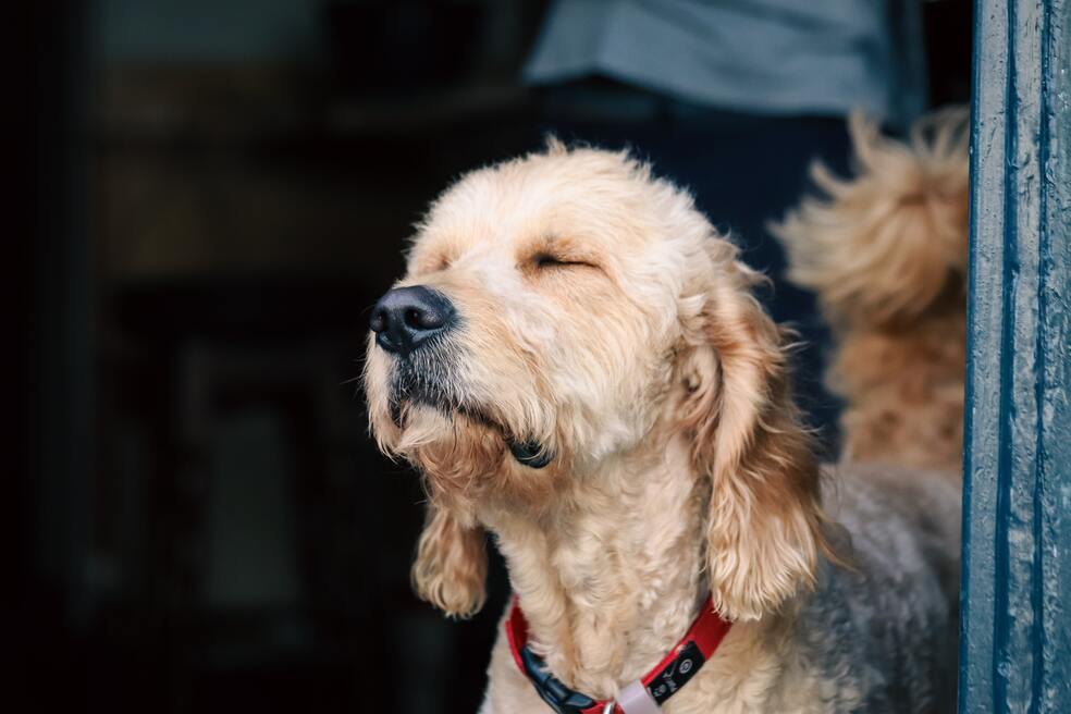 Perros criollos todo lo que necesitas saber sobre estos caninos