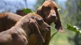 ¡Puro criollo! El sabueso fino es la única raza de perro originaria de Colombia