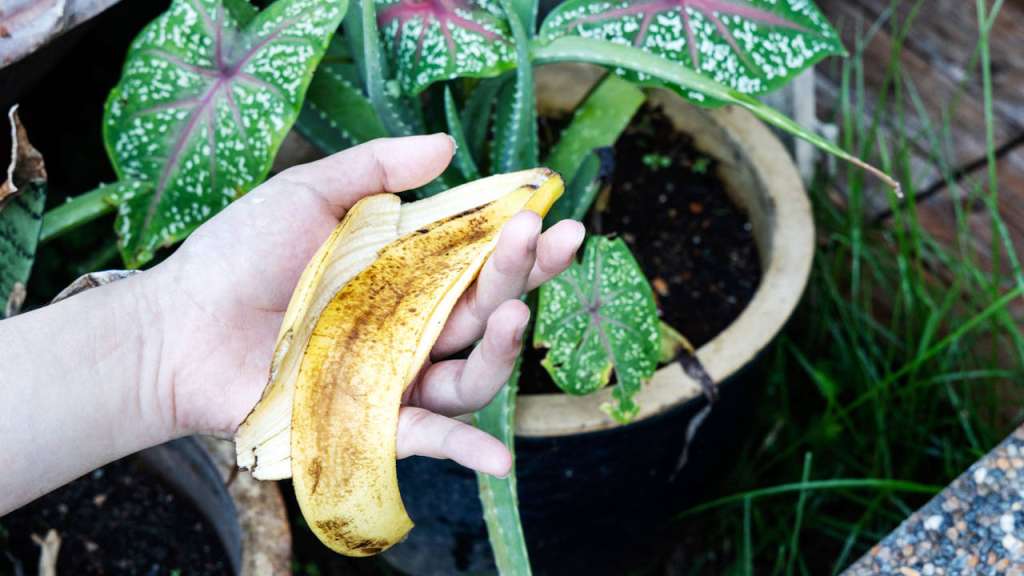 Las cáscaras de banano pueden usarse directamente enterrándolas en la tierra para descomponerse y liberar nutrientes lentamente, o pueden prepararse en forma de té, sumergiéndolas en agua durante varios días para obtener un líquido rico en potasio. Ambos métodos ayudan a nutrir las plantas y promover un crecimiento saludable.