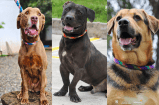 Más de 40 perritos necesitan un hogar: adopte en esta jornada de Amor y Amistad