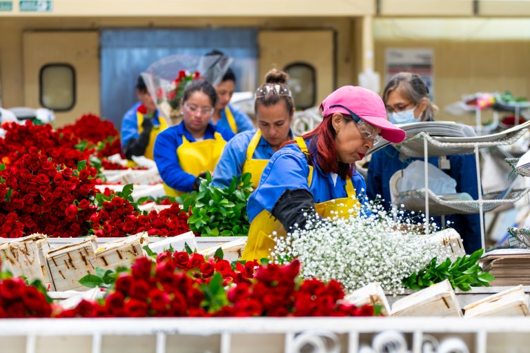 San Valentín y las flores colombianas: la logística detrás de esta fecha