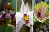Este jueves arranca la Exposición Nacional de Orquídeas en el Jardín Botánico de Bogotá