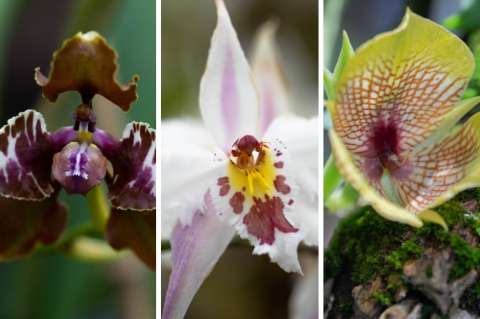 Este jueves arranca la Exposición Nacional de Orquídeas en el Jardín Botánico de Bogotá