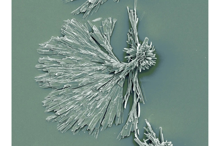 "Estos nanorods de marco metalorgánico basados en carbono se han descompuesto y agregado gradualmente en una solución acuosa, formando finalmente elegantes cristales radiales", describió The Guardian sobre la imagen