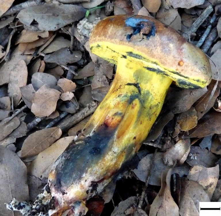 Este hongo, cuyo nombre oficial es Cyanoboletus mediterraneensis, se ha encontrado en el norte de Israel y en Cerdeña (Italia).   

 

Esta especie fue encontrada por primera vez por los investigadores en 2012, creciendo con el roble de Palestina (Quercus calliprinos) en Israel, y basándose en su morfología fue identificada como el boleto de la mancha de tinta (Cyanoboletus pulverulentus), que es común en la Europa templada.