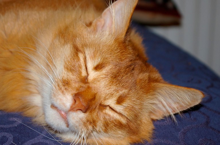 ¡Adorables! en fotos, las diferentes razas de gatos naranjas