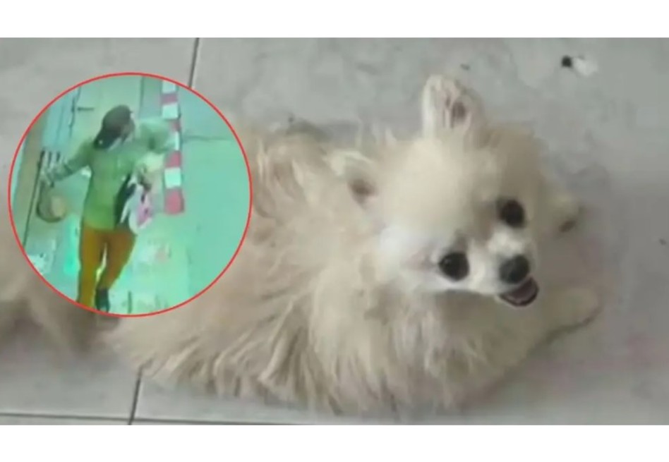 Las cámaras de seguridad registraron el momento del robo, mostrando cómo los delincuentes se apoderaron de varios objetos y, finalmente, huyeron del lugar con la mascota.