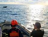 Así liberaron una ballena que se había enredado en una malla en Bahía Solano