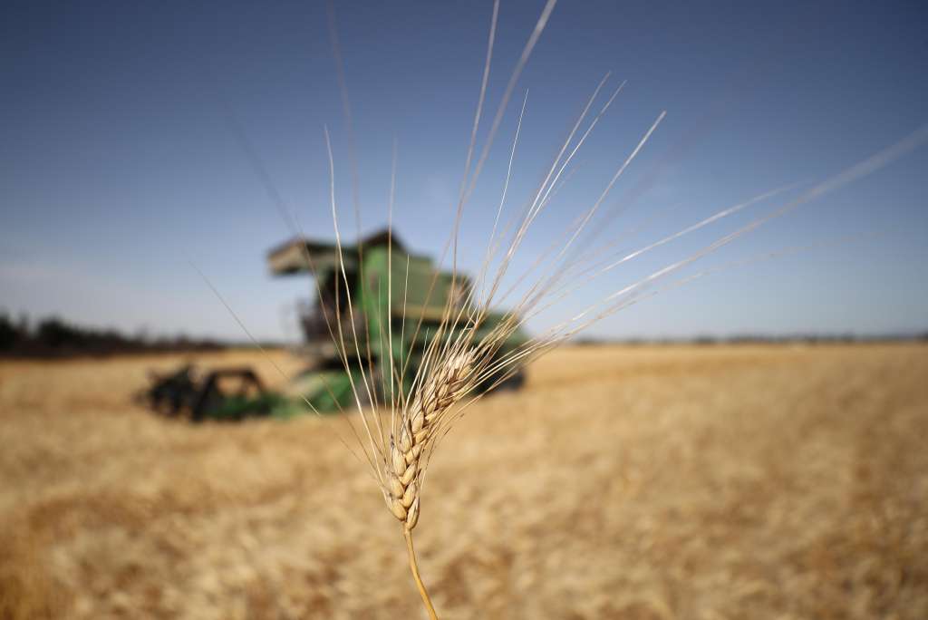 Mateur (Tunisia), 07/06/2024.- An ear of wheat as a farmer harvests a field in Mateur, southern Tunis, Tunisia, 07 June 2024. The head of the General Administration of Agricultural Production at the Tunisian Ministry of Agriculture, Mohamed Ali ben Ramadan told the media that the estimates of the cereal yield for the 2023/2024 season are higher than 5.3 million quintals and the areas cultivated with wheat amount to 972 thousand hectares in Tunisia. (Túnez, Túnez) EFE/EPA/MOHAMED MESSARA