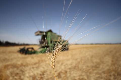 Paro arrocero pone a los cereales en el mapa: ¿cómo está Colombia?