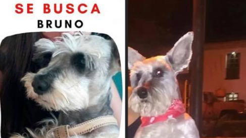 Perro