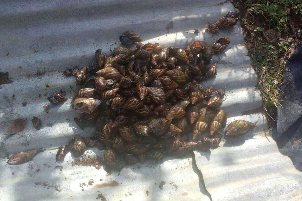 Caracol gigante africano. / Secretaría de Salud de Cundinamarca