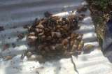 Alerta en Cundinamarca por presencia de especie invasora de caracoles