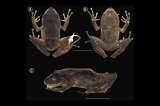 Encuentran nueva especie de rana en antigua zona de grupos armados