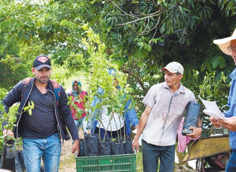 Dos campesinos cargan una canasta con plantas sembradas en bolsas.