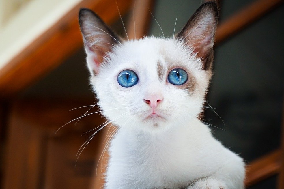Un experto te explica qué debes tener en cuenta si vas a adoptar un gato.