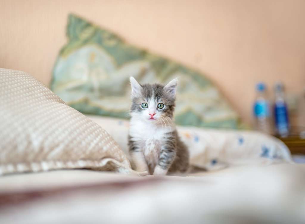 ¿Por qué es bueno tener un gato en casa?