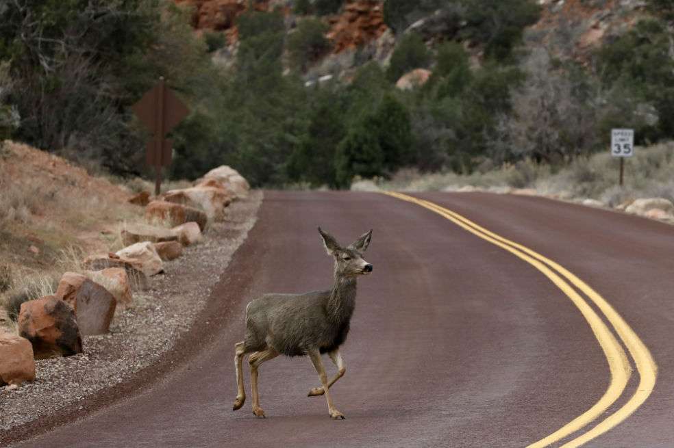 Parque Nacional de Zion, Utah. / Rhona Wise / AFP