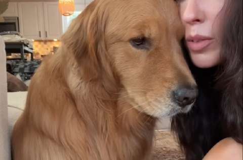 En video: golden retriever enternece al demostrar cuánto extraña a su abuela