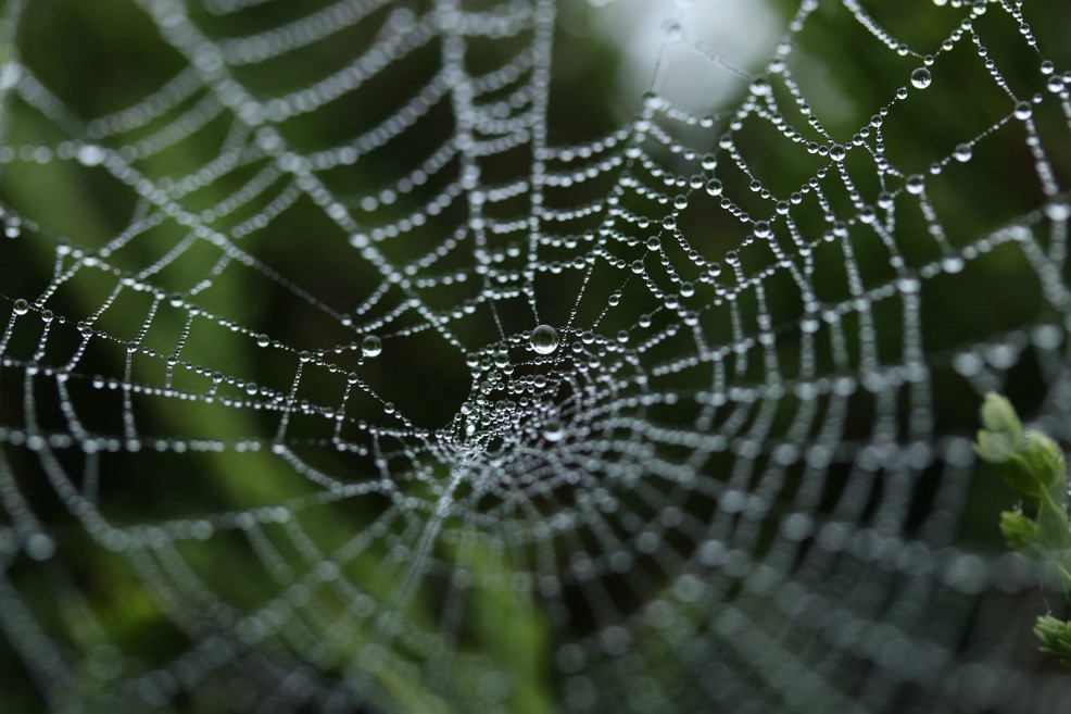 El estudio revela que al combinar fibras celulosas de madera y proteína de la seda de la telaraña se genera un material resistente y flexible que podría reemplazar el plástico. / Pxhere